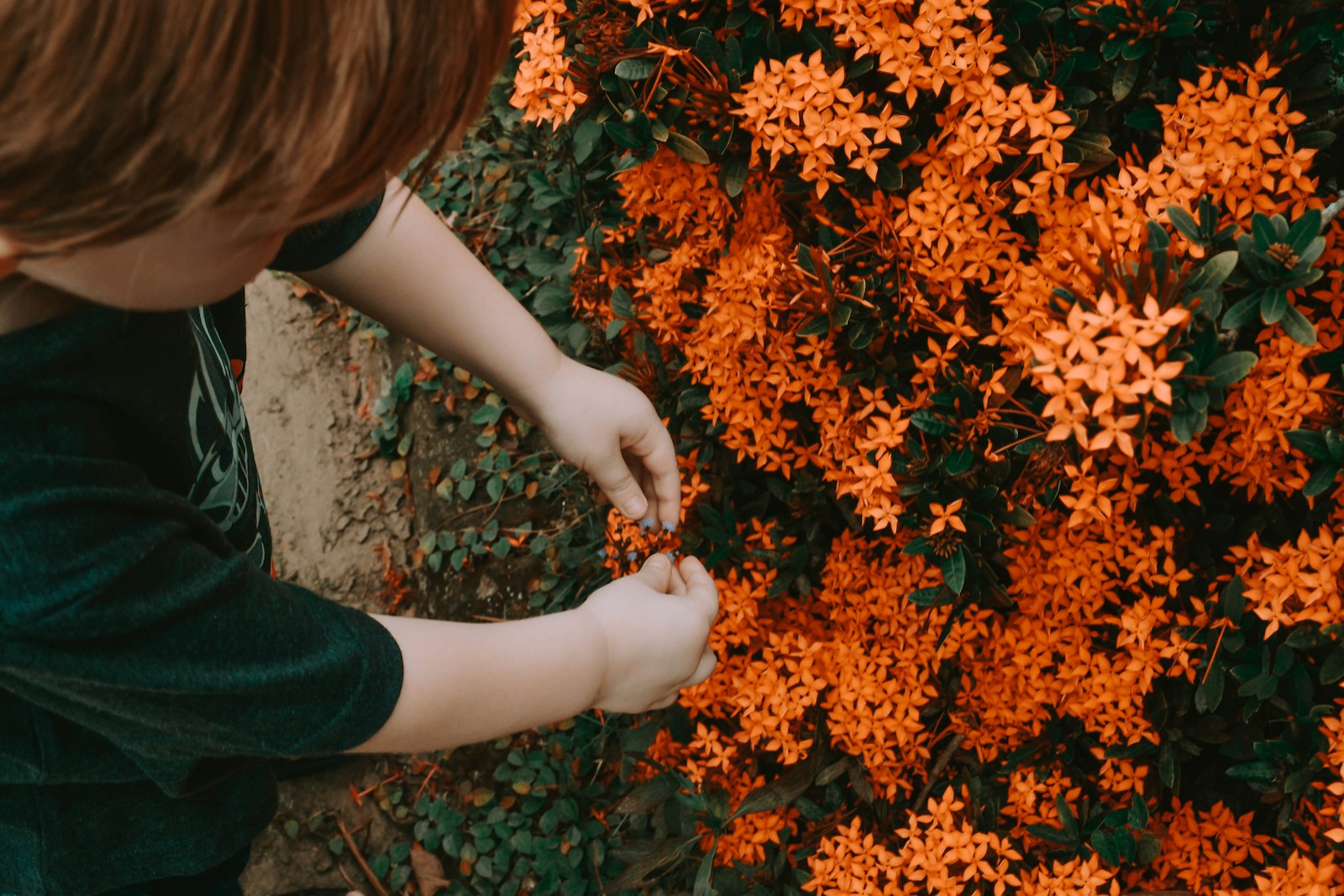 A gardener lovingly tending bright orange summer flowers